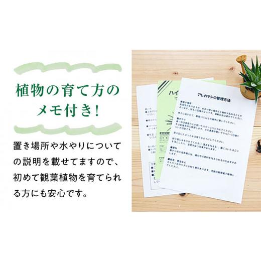 ふるさと納税 長崎県 大村市 観葉植物 ガジュマル 多幸の木 ボール形 陶器 鉢 （白） ／ 観葉 植物 インテリア おしゃれ プレゼント ／ 大村市 ／ フラワーコ…｜furusatochoice｜08