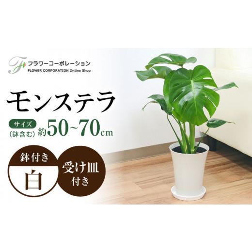 ふるさと納税 長崎県 大村市 観葉植物 モンステラ プラスチック鉢入り 大村市 フラワーコーポレーション [ACAB372] ふるさと納税 [ACAB372] X1112654165(11050円)