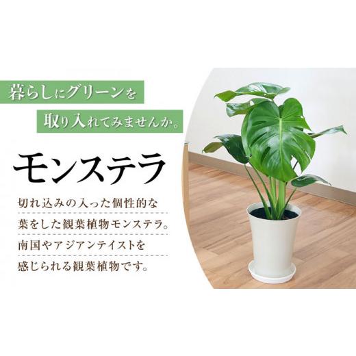ふるさと納税 長崎県 大村市 観葉植物 モンステラ プラスチック鉢入り 大村市 フラワーコーポレーション [ACAB372] ふるさと納税 [ACAB372] X1112654165(11050円)