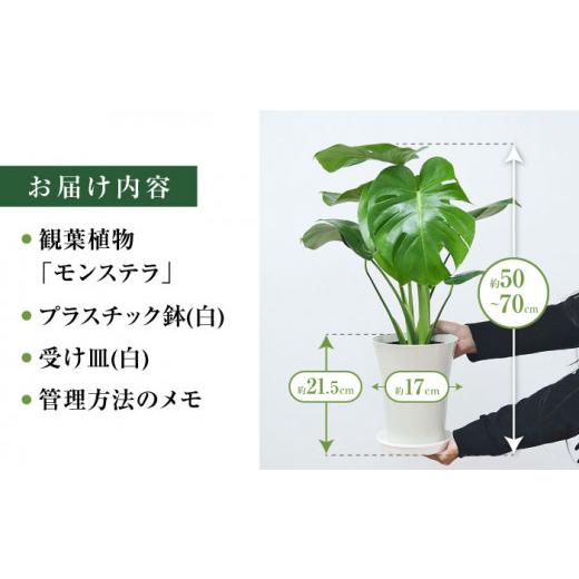 ふるさと納税 長崎県 大村市 観葉植物 モンステラ プラスチック鉢入り 大村市 フラワーコーポレーション [ACAB372] ふるさと納税 [ACAB372] X1112654165(11050円)