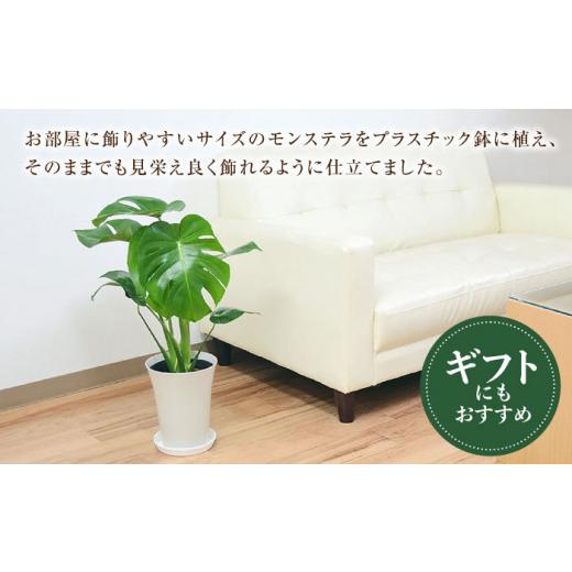 ふるさと納税 長崎県 大村市 観葉植物 モンステラ プラスチック鉢入り 大村市 フラワーコーポレーション [ACAB372] ふるさと納税 [ACAB372] X1112654165(11050円)