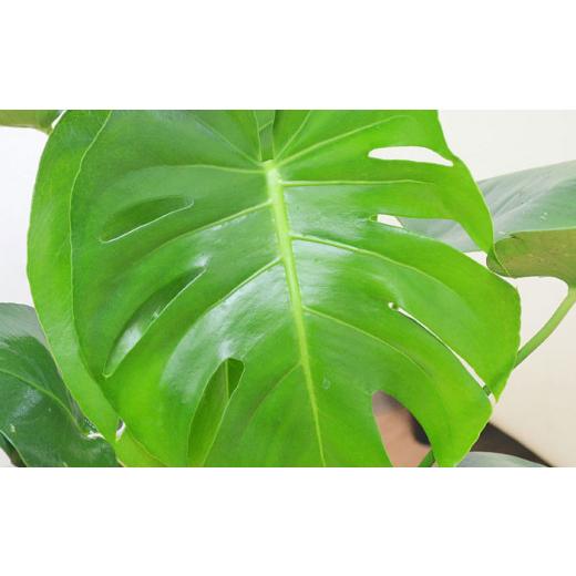 ふるさと納税 長崎県 大村市 観葉植物 モンステラ プラスチック鉢入り 大村市 フラワーコーポレーション [ACAB372] ふるさと納税 [ACAB372] X1112654165(11050円)