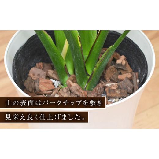 ふるさと納税 長崎県 大村市 観葉植物 モンステラ プラスチック鉢入り 大村市 フラワーコーポレーション [ACAB372] ふるさと納税 [ACAB372] X1112654165(11050円)
