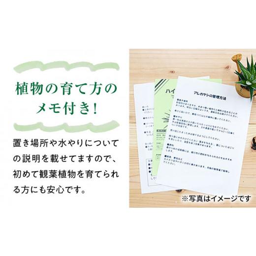 ふるさと納税 長崎県 大村市 観葉植物 モンステラ プラスチック鉢入り 大村市 フラワーコーポレーション [ACAB372] ふるさと納税 [ACAB372] X1112654165(11050円)