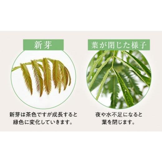 ふるさと納税 長崎県 大村市 観葉植物 エバーフレッシュ ネムノキ スクエア 陶器鉢 角型  ／ 観葉 植物 インテリア おしゃれ プレゼント ／ 大村市 ／ フラワ…｜furusatochoice｜06