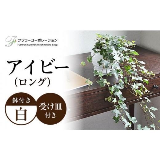 ふるさと納税 長崎県 大村市 観葉植物 アイビー (ヘデラ) ロングボール形 陶器 鉢植え  大村市 フラワーコーポレーション[ACAB387]｜furusatochoice｜02