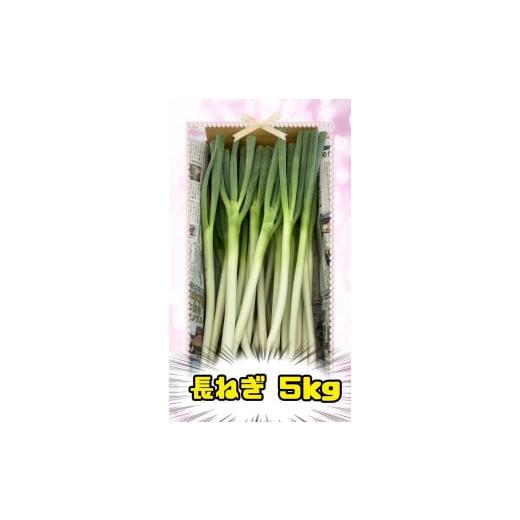 ふるさと納税 野菜類 ねぎ 秋田県 湯沢市 丹精込めてつくった秋田県産「長ねぎ」 5kg Lサイズ 葱 ねぎ 野菜 (株)KAMURO