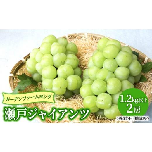 ふるさと納税 ぶどう マスカット 岡山県 里庄町 2026年先行予約 ぶどう 岡山県産 瀬戸ジャイアンツ 1.2kg以上(2房)[2026年9月上旬-下旬頃出荷] 葡萄 ブドウ…