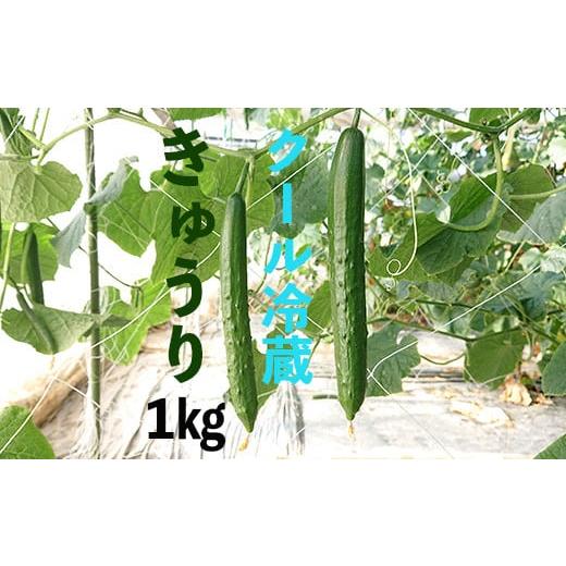 ふるさと納税 野菜類 埼玉県 加須市 クール冷蔵 新鮮きゅうり1kg 特別栽培農産物 クール冷蔵 1kg(10本前後)