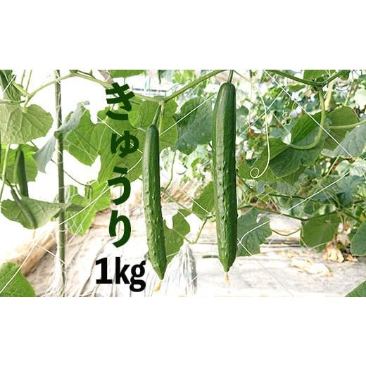 ふるさと納税 野菜類 埼玉県 加須市 新鮮きゅうり1kg 特別栽培農産物 1kg(10本前後)