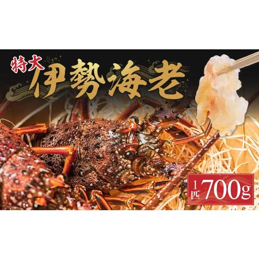 ふるさと納税 エビ 伊勢エビ 高知県 四万十町 漁港直送 四万十町産の特大天然伊勢海老 1匹(700g 海鮮 魚介類 伊勢海老 巨大 伊勢エビ いせえび 海老…