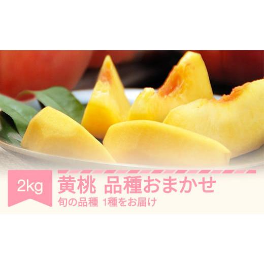 ふるさと納税 もも 山形県 村山市 先行予約 黄桃 もも 桃 品種おまかせ 約2kg 令和8年産 2026年産 果物 フルーツ 沖縄・離島への配送不可 mm-kmomx2000