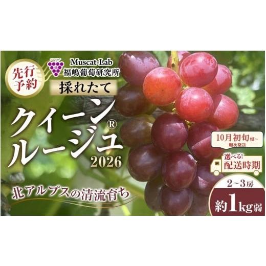 ふるさと納税 ぶどう マスカット 長野県 大町市 先行予約 A 2026 クイーンルージュ? 2房〜3房 約1kg弱 2026年10月初旬頃〜順次発送予定 長野県産 国際…