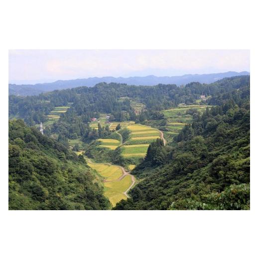 ふるさと納税 新潟県 十日町市 【定期便／全6回】無洗米10kg　新潟県魚沼産コシヒカリ「山清水米」(5kg×2袋)