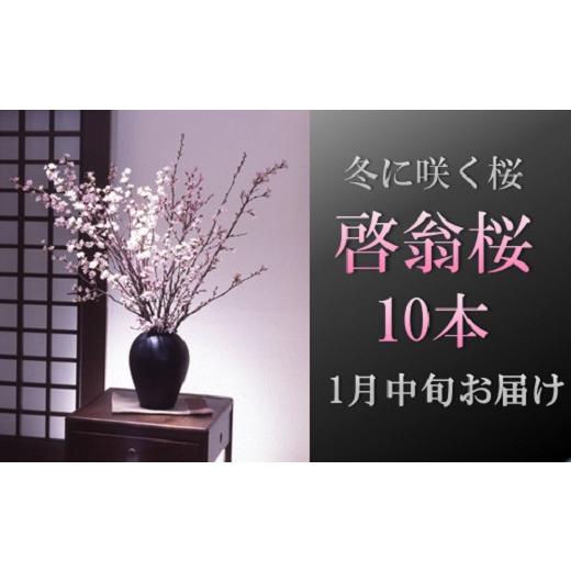 ふるさと納税 雑貨・日用品 花 山形県 三川町 食の都庄内 1月中旬お届け 啓翁桜(10本束) 1月中旬発送 10本束