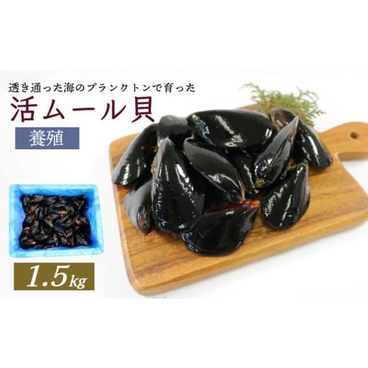 ふるさと納税 魚貝類 岩手県 大船渡市 期間限定 活ムール貝 1.5kg 貝 むーるがい 季節限定 活 ムール貝 養殖 限定 貝類 三陸産 パエリア 蒸し パスタ 酒蒸し …