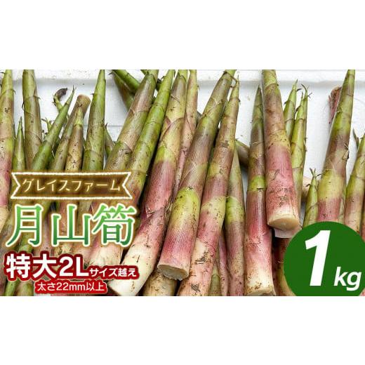 ふるさと納税 野菜類 山菜 山形県 鶴岡市  令和8年産先行予約 月山筍 特大サイズ（2L以上） 1kg 山形県鶴岡産 グレイスファームの画像