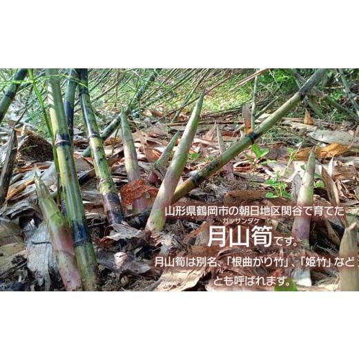 ふるさと納税 野菜類 山菜 山形県 鶴岡市  令和8年産先行予約 月山筍 特大サイズ（2L以上） 1kg 山形県鶴岡産 グレイスファームの画像