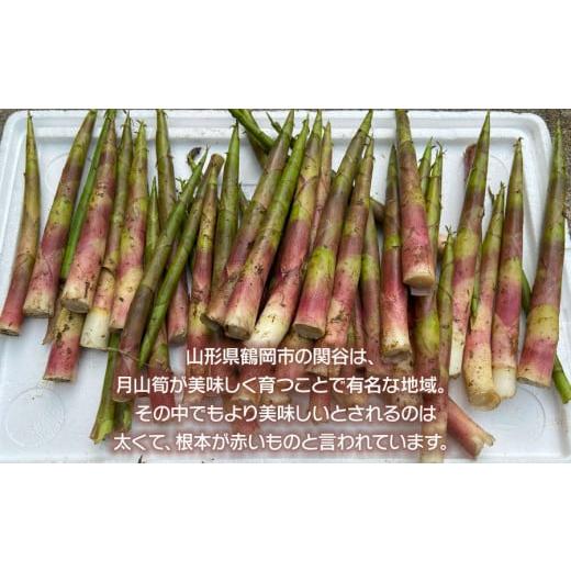 ふるさと納税 野菜類 山菜 山形県 鶴岡市  令和8年産先行予約 月山筍 特大サイズ（2L以上） 1kg 山形県鶴岡産 グレイスファームの画像