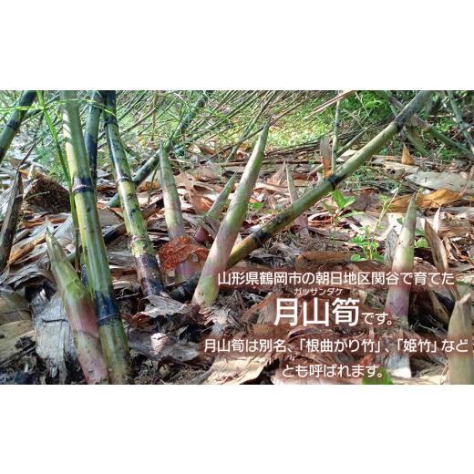 ふるさと納税 野菜類 山菜 山形県 鶴岡市  令和8年産先行予約 月山筍 ミックスサイズ 1kg 山形県鶴岡産 グレイスファームの画像