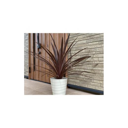 ふるさと納税 三重県 鈴鹿市 玄関やお庭のワンポイントにコルジリネ”レッドスター”7号(21cm)カラー鉢【1445554】 