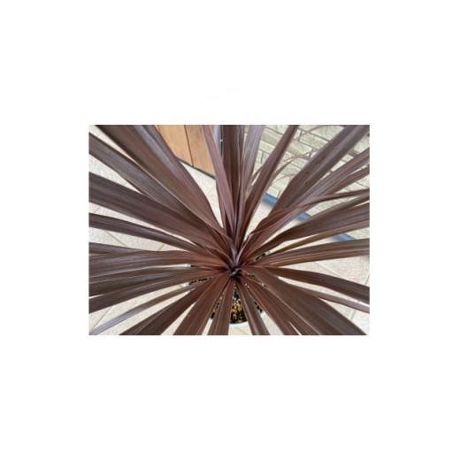 ふるさと納税 三重県 鈴鹿市 玄関やお庭のワンポイントにコルジリネ”レッドスター”7号(21cm)カラー鉢【1445554】 