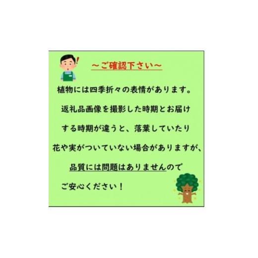 ふるさと納税 三重県 鈴鹿市 玄関やお庭のワンポイントにコルジリネ”レッドスター”7号(21cm)カラー鉢【1445554】 