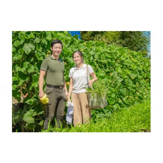 ふるさと納税 セット・詰合せ 大阪府 河南町 河南町新鮮アジア野菜「お手軽セット」 ／ 唐辛子 パクチー バジル 大阪府 No.332 野菜セット 新鮮 香り 空芯菜 …の画像