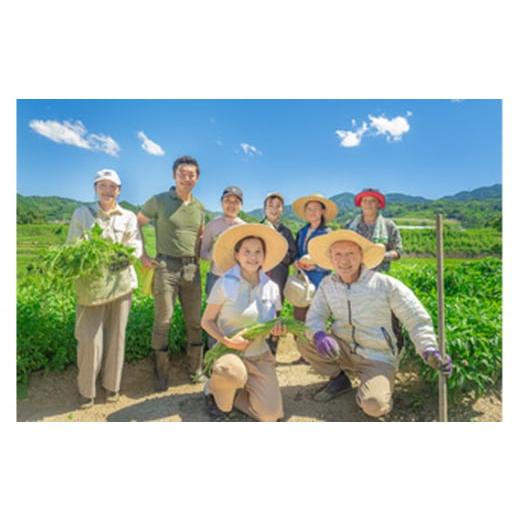 ふるさと納税 セット・詰合せ 大阪府 河南町 河南町新鮮アジア野菜「お手軽セット」 ／ 唐辛子 パクチー バジル 大阪府 No.332 野菜セット 新鮮 香り 空芯菜 …の画像