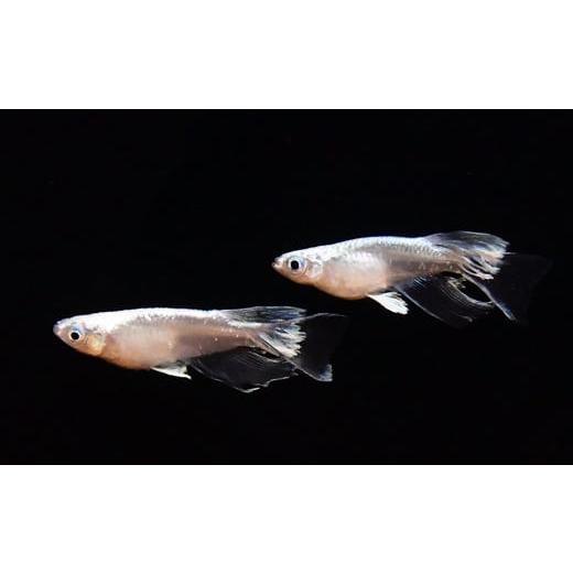 ふるさと納税 生き物 鳥取県 日吉津村 メダカ厳選おまかせセット