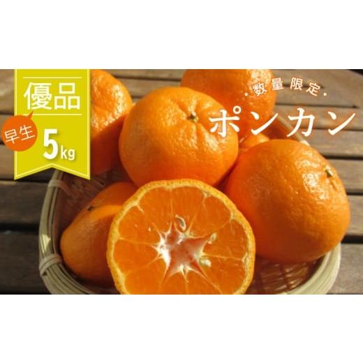 ふるさと納税 みかん・柑橘類 高知県 須崎市 みかん ぽんかん 早生 優品 5kg 蜜柑 みかん mikan 先行予約 果物 くだもの フルーツ 柑橘 濃厚 甘い 甘味 産地直…