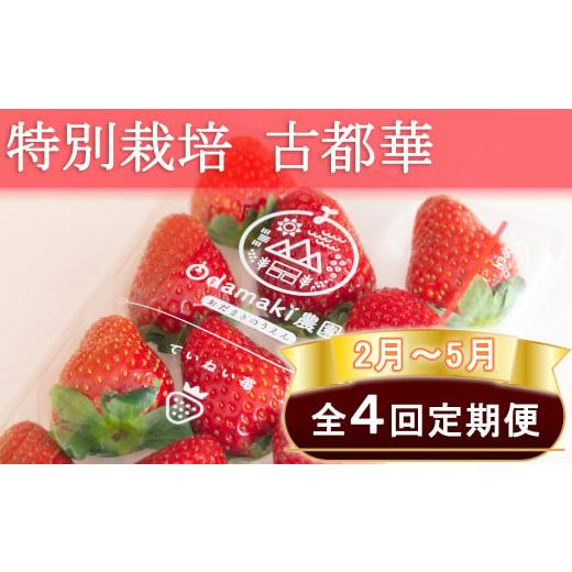 ふるさと納税 いちご 奈良県 桜井市 M-FE2. 2月〜5月定期便 減農薬いちご「古都華」2パック 特別栽培農産物