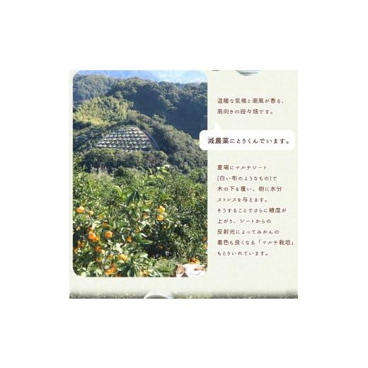 ふるさと納税 果物類 みかん 和歌山県 湯浅町 AN6114_ 2026年先行予約 有田みかん1kgサイズ混合 |  | 04