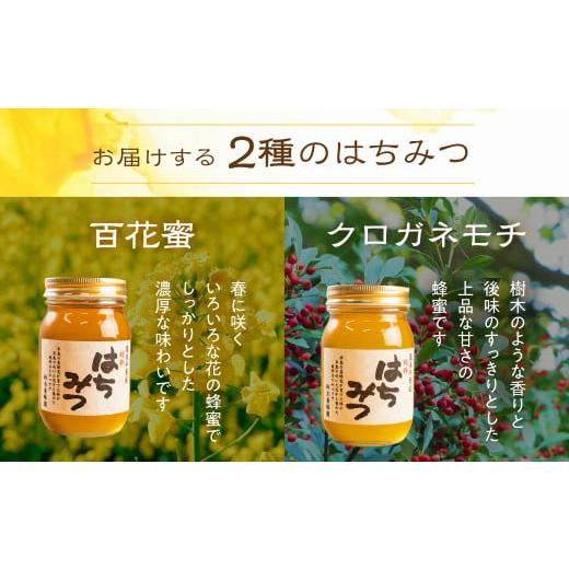 ふるさと納税 加工品等 はちみつ 愛知県 田原市 国産 純粋 無添加 完熟 はちみつ 2種 セット 1200ml_4