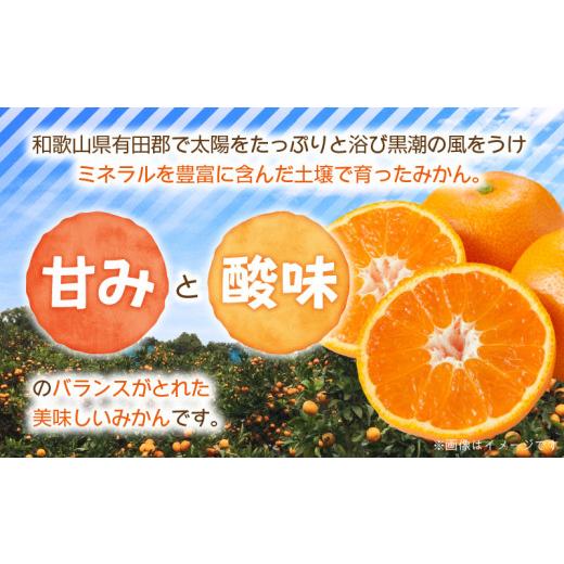 ふるさと納税 果物類 みかん 和歌山県 湯浅町 ZJ6084_ 2026年先行予約 ご家庭用　和歌山有田みかん 約5kg (2L、3Lサイズいずれか) 湯浅町 |  | 03