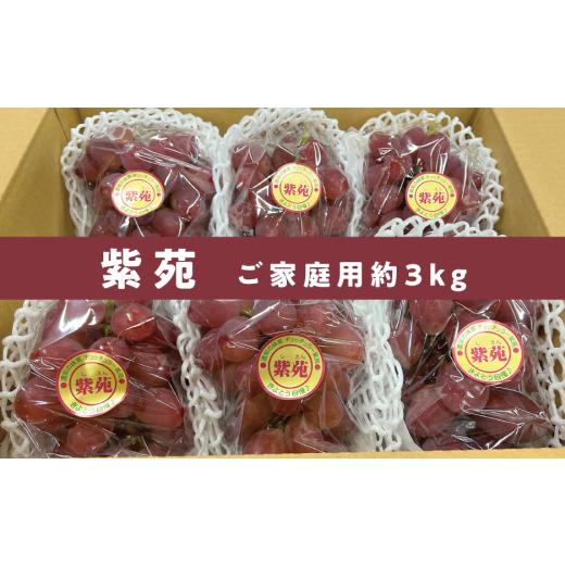 ふるさと納税 果物類 ぶどう 岡山県 真庭市 きよとうファーム 訳あり 紫苑 /約3kg (岡山県産)
