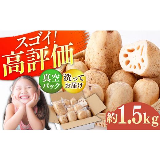 ふるさと納税 人参・大根・他根菜 佐賀県 白石町 2026年7月〜発送 真空パック 洗いれんこん 約1.5kg 和泉農園 2026年年産 佐賀県 白石 ICE002 年内発送 2026…