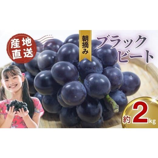 ふるさと納税 果物類 ぶどう 栃木県 真岡市 先行予約 ぶどう ブラックビート 約 2kg 黒ぶどう | 朝摘み直送 ブドウ 葡萄 フルーツ 甘い 人気 おいしい お取り…