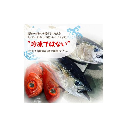 ふるさと納税 カツオ 高知県 土佐市  12回定期便 違いの分かる鮮魚店店長が送る 高知のお魚定期便 お申込翌月より12回お届け お楽しみ 定期便 魚 海鮮 魚介 カ…_2
