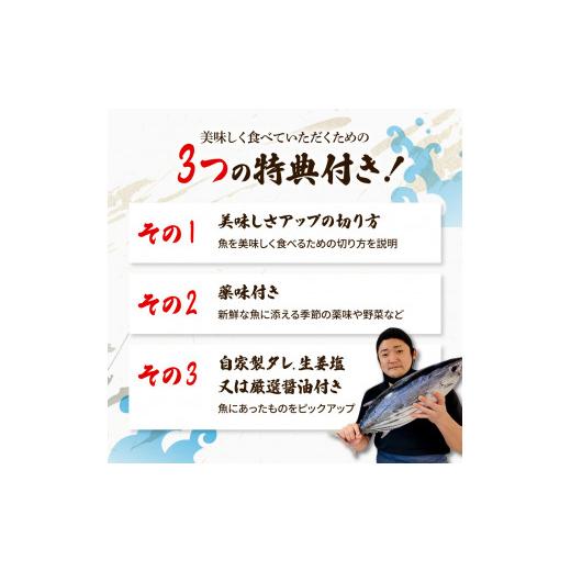 ふるさと納税 カツオ 高知県 土佐市  12回定期便 違いの分かる鮮魚店店長が送る 高知のお魚定期便 お申込翌月より12回お届け お楽しみ 定期便 魚 海鮮 魚介 カ…_4