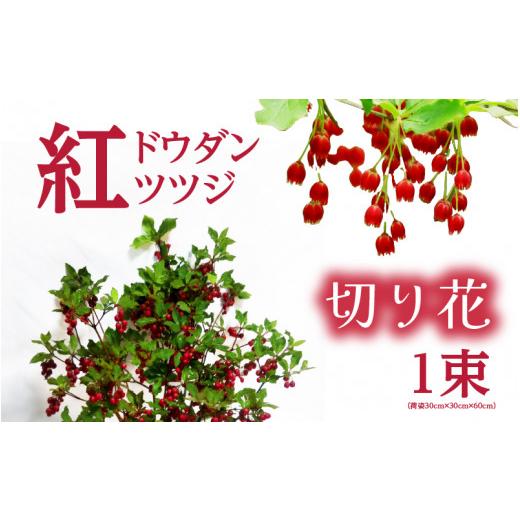 ふるさと納税 花・苗木 花束 福井県 美浜町 先行予約 紅ドウダンツツジ 切り花 2027年4月20日から5月10日まで発送 ツツジ つつじ お花 花 はな フラワー 花 …
