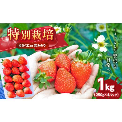ふるさと納税 いちご 熊本県 玉名市 4月発送予定 特別栽培 いちご 1kg | 果物 くだもの フルーツ いちご 苺 イチゴ ゆうべに 恋みのり 熊本県 玉名市 発送予…