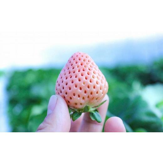 ふるさと納税 三重県 伊賀市 【完熟クラフト苺BERRY】海外セレブ御用達【樹上完熟白いちご】淡雪（あわゆき）約500g（出荷2023年12月上旬〜2024年5月下旬） 