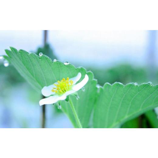 ふるさと納税 三重県 伊賀市 【完熟クラフト苺BERRY】海外セレブ御用達【樹上完熟白いちご】淡雪（あわゆき）約500g（出荷2023年12月上旬〜2024年5月下旬） 