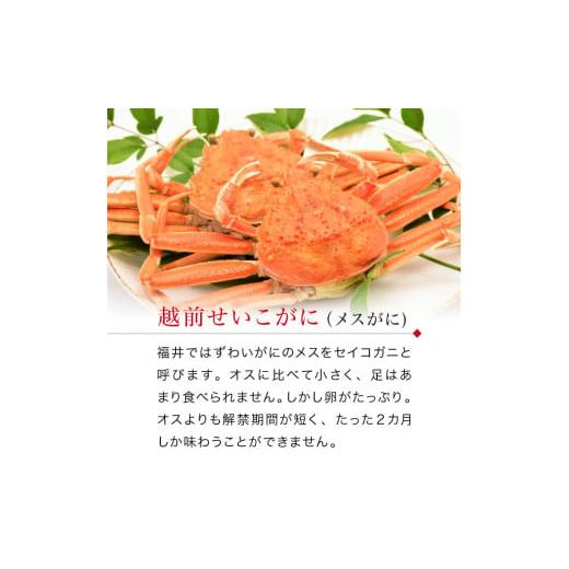 ふるさと納税 福井県 福井市 【12月】 ボイル済 越前せいこ蟹／セコガニ（メス） 200g以上×2杯【 越前ガニ 越前がに セイコガニ せいこがに 茹でガニ 】[B-08… メス セイコガニ 発送期日