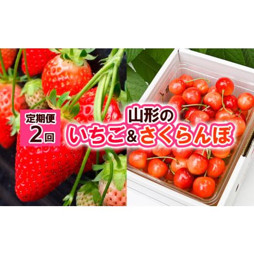 ふるさと納税 果物類 さくらんぼ 山形県 山形市 定期便2回 山形の いちご&amp;さくらんぼ 令和8年産先行予約 FS24-521 くだもの 果物 フルーツ 山形 山形県 …