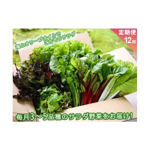 ふるさと納税 熊本県 阿蘇市 [定期便 全12回]サラダ野菜セット〜3〜5品種を毎月お届け〜