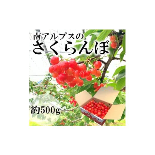 ふるさと納税 果物類 さくらんぼ 山梨県 南アルプス市 2026年発送分先行予約 南アルプス市産 さくらんぼ 500g AL