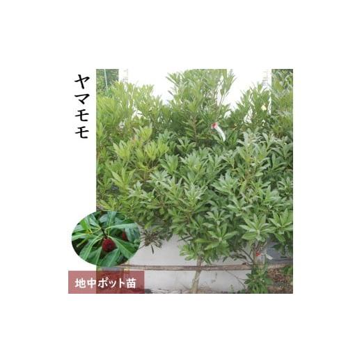 ふるさと納税 雑貨・日用品 苗木 京都府 亀岡市 大苗 ヤマモモ(山桃) (品種おまかせ) 地中ポット苗 [果樹 果樹苗 落葉樹 苗木 瑞光 森口 やまもも] 北海道・…