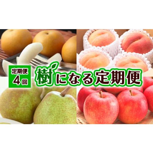 ふるさと納税 梨 山形県 山形市 定期便4回 樹になる定期便 令和8年産先行予約 FU23-795 くだもの 果物 フルーツ 山形 山形県 山形市 2026年産